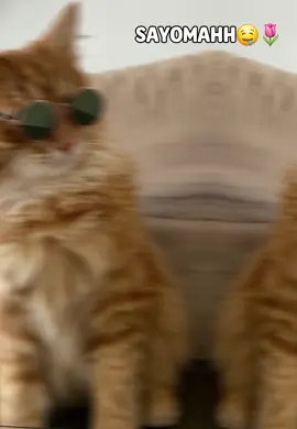 alla maxan arkay😇😁#viraltiktok #foryou #CapCut #viraltiktok 