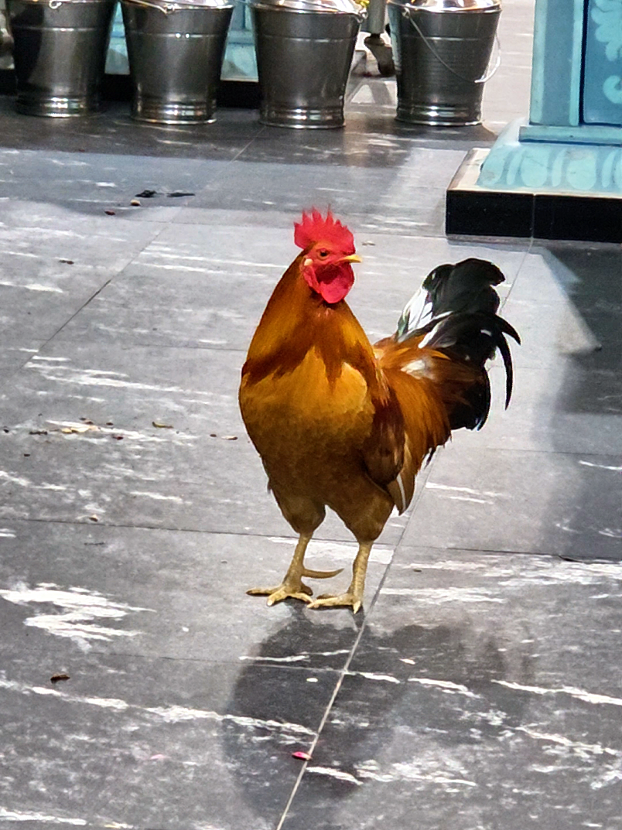 கந்தசாமி in action!🐓