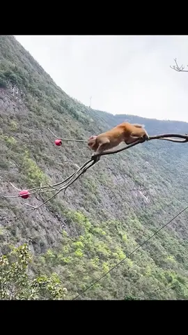 #tiktok #foryou #animals 