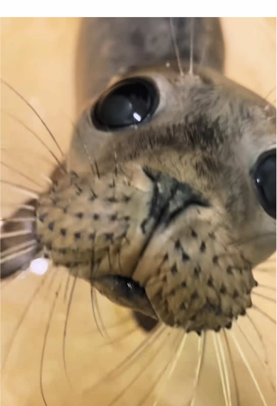 Funny seals 🦭🤣#funny #fyp #foryou #animals #cute 