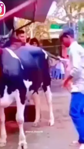 Hiburan #ditendangsapi #parodilucu #fyp #lucu_ngakak 