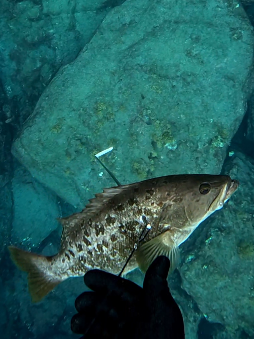 ABADE 🍽🤤 #abade #pescasub #pescasubmarina #spearfishing #canarias   