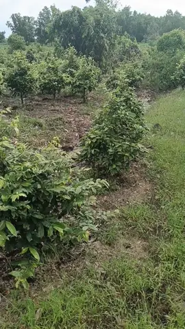 Cứ lên lưới là có 🐦#luoichimtanghinh #