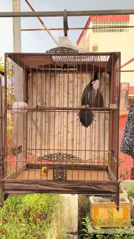 Chơi đẹp nhất của chào mào chắc cũng chỉ đến Max binh là ntn ae nhỉ. Biểu diễn như khướu. #mokenh #chaomaodep #powertrinhquocdat #xuhuong #camchimthiencoi 