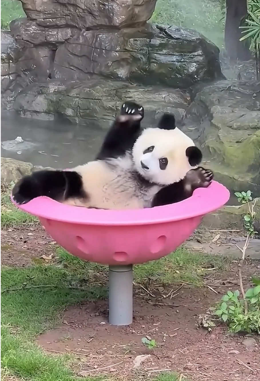 Cute panda 🐼#panda #pandasoftiktok #cuteanimals #fyp #usa