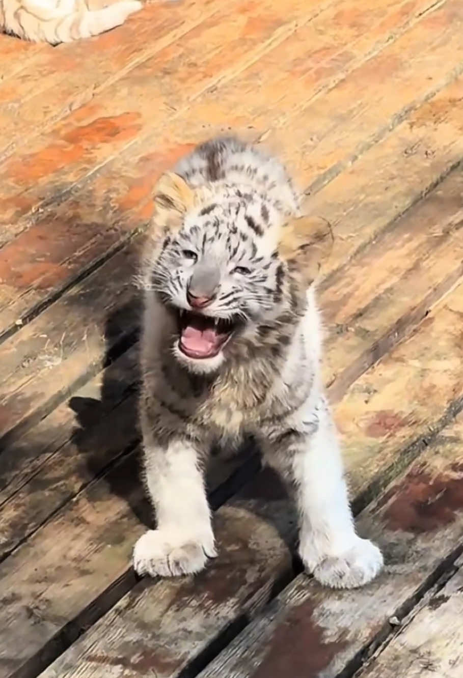 Tiger 🐯 #tiger #tigers #cute #foryou #fyp 