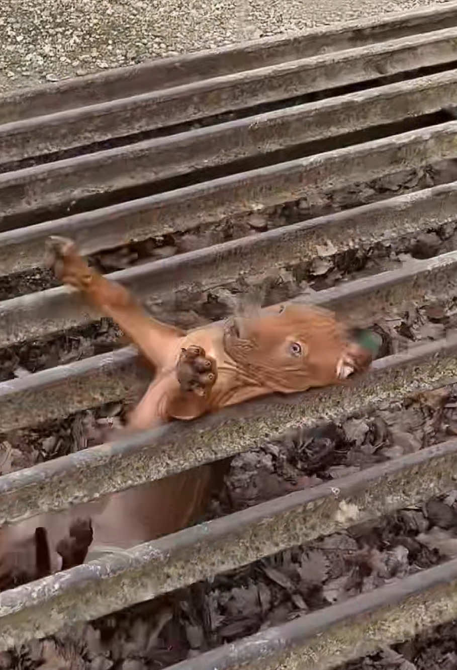 Having a dog will make us very happy 😃 #dog #funny #fyp #jump #fail 