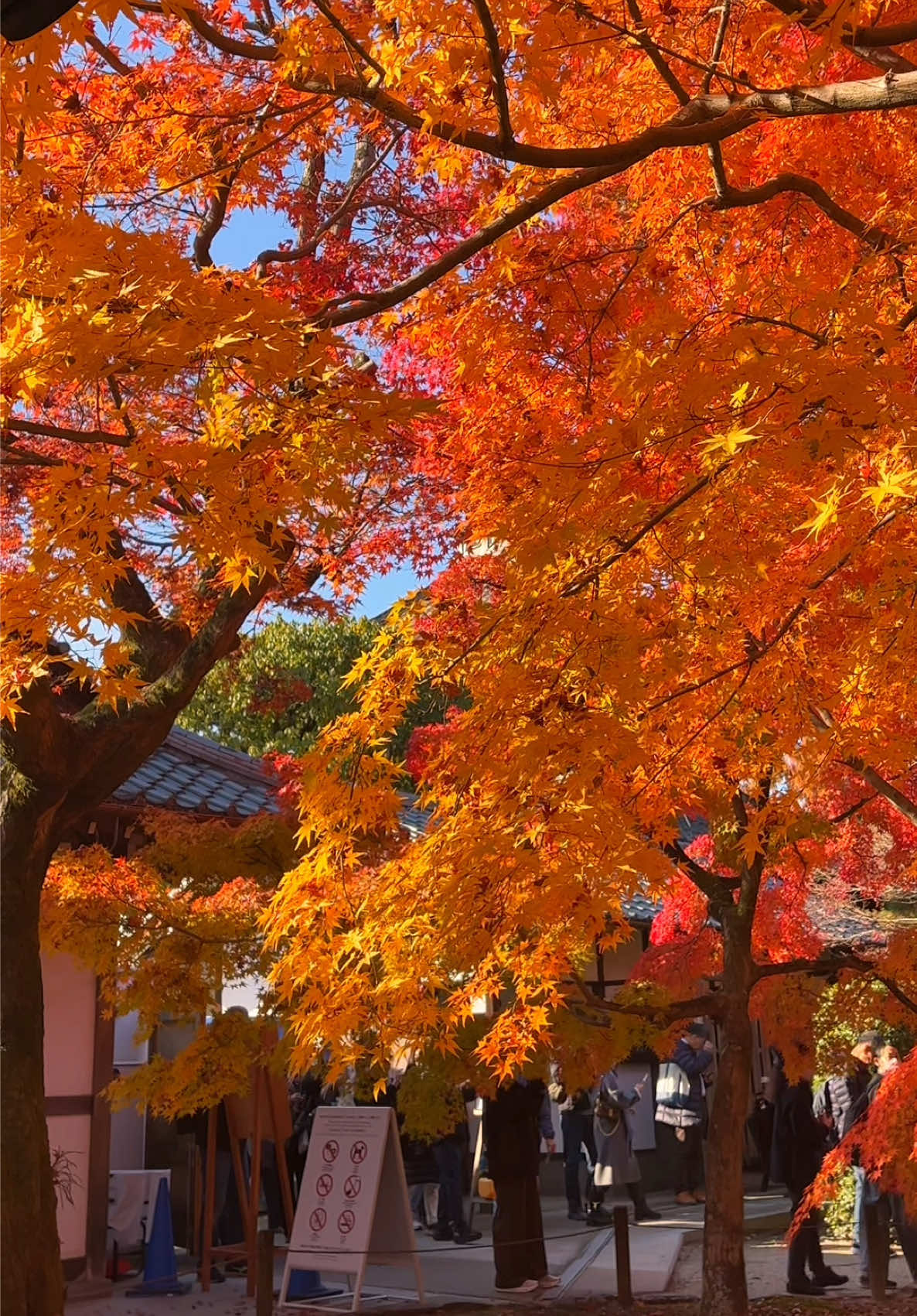 Có chút gió lạnh len qua vai...báo hiệu mùa thu đang dần ghé cửa🍂🍂.Mùa thu ở Nhật luôn làm con người ta nhớ thương đến như thế...#紅葉 #秋の景色 #muathunhatban #osakajapan🇯🇵 