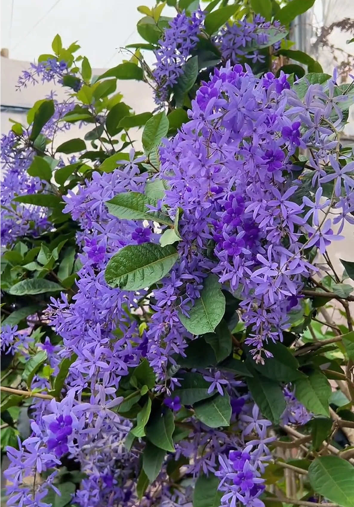 Hoa Mai Xanh🌸🌸 loại hoa leo giàn khoẻ chịu nắng chịu hạn tốt, hoa nở quanh năm rất chill🥰 #hoadep #hoacaycanh #hoaleogian #hoabancong #hoamaixanh 