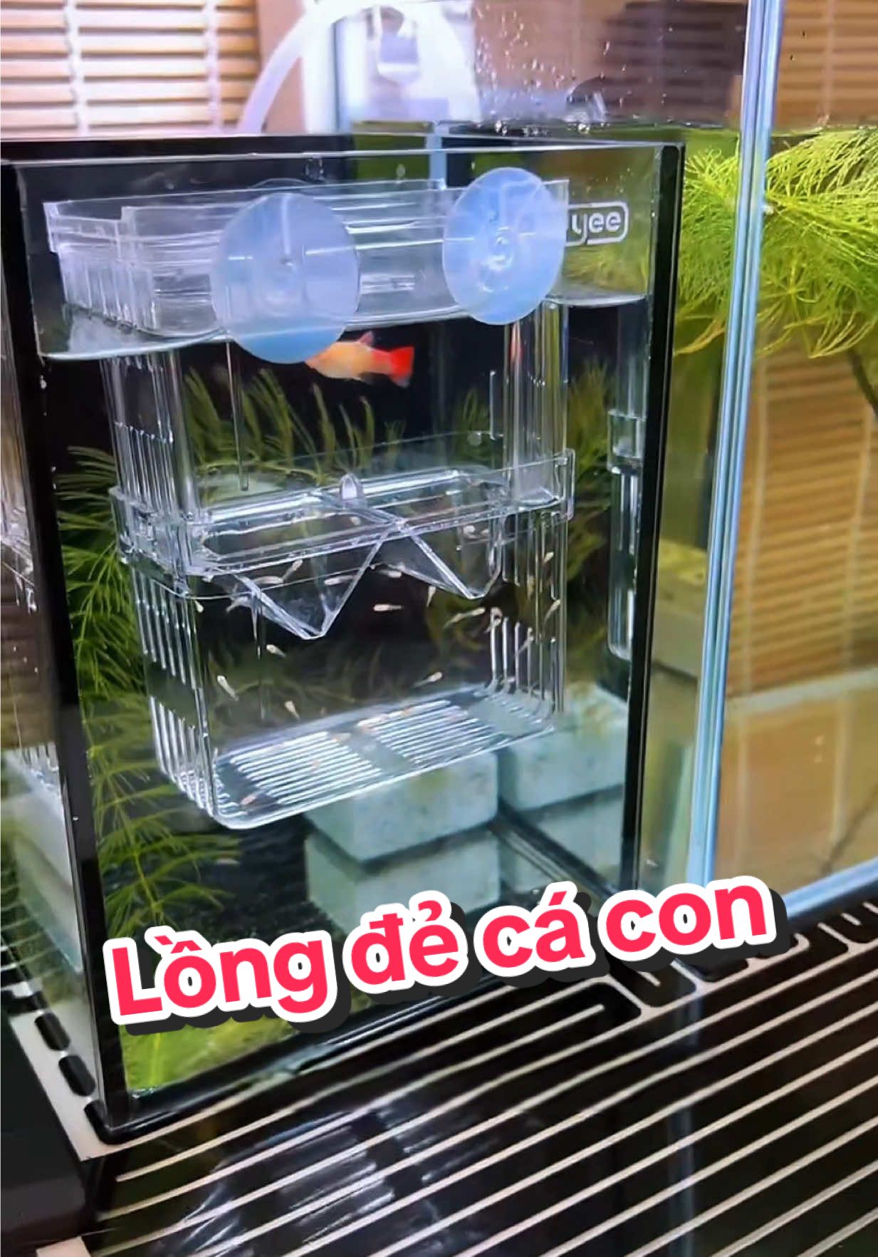 Cá của bạn sắp đẻ, hãy sở hữu ngay bảo bối này cho cá bạn nhé #fish #longcade #hocathuysinh #hocathuysinhmini 