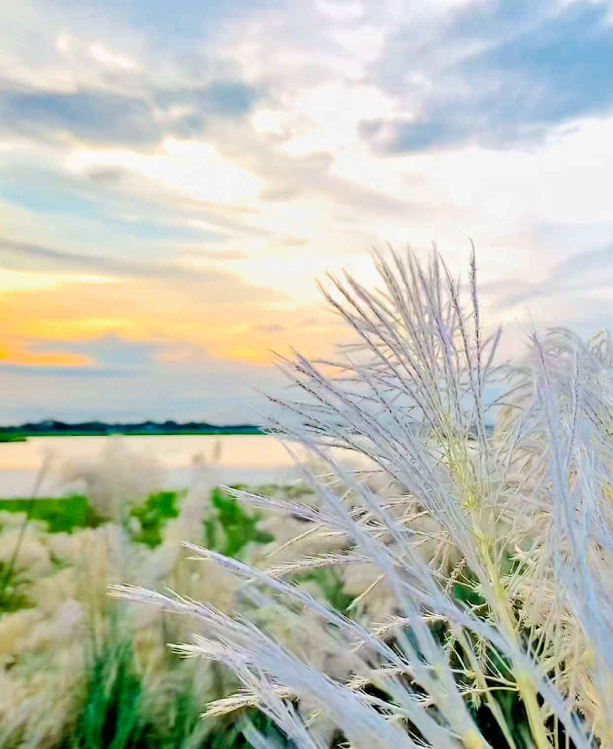 কাশফুলের স্নিগ্ধ পরশ আর নির্মল বাতাস – এই দুটোই যথেষ্ট মনকে সতেজ করে তোলার জন্য। শরৎ সত্যিই অসাধারণ🥰#foryou #viral #কাসফুল #প্রকৃতি #ফুল @Tiktok BD Office @TikTok @TikTok Bangladesh 