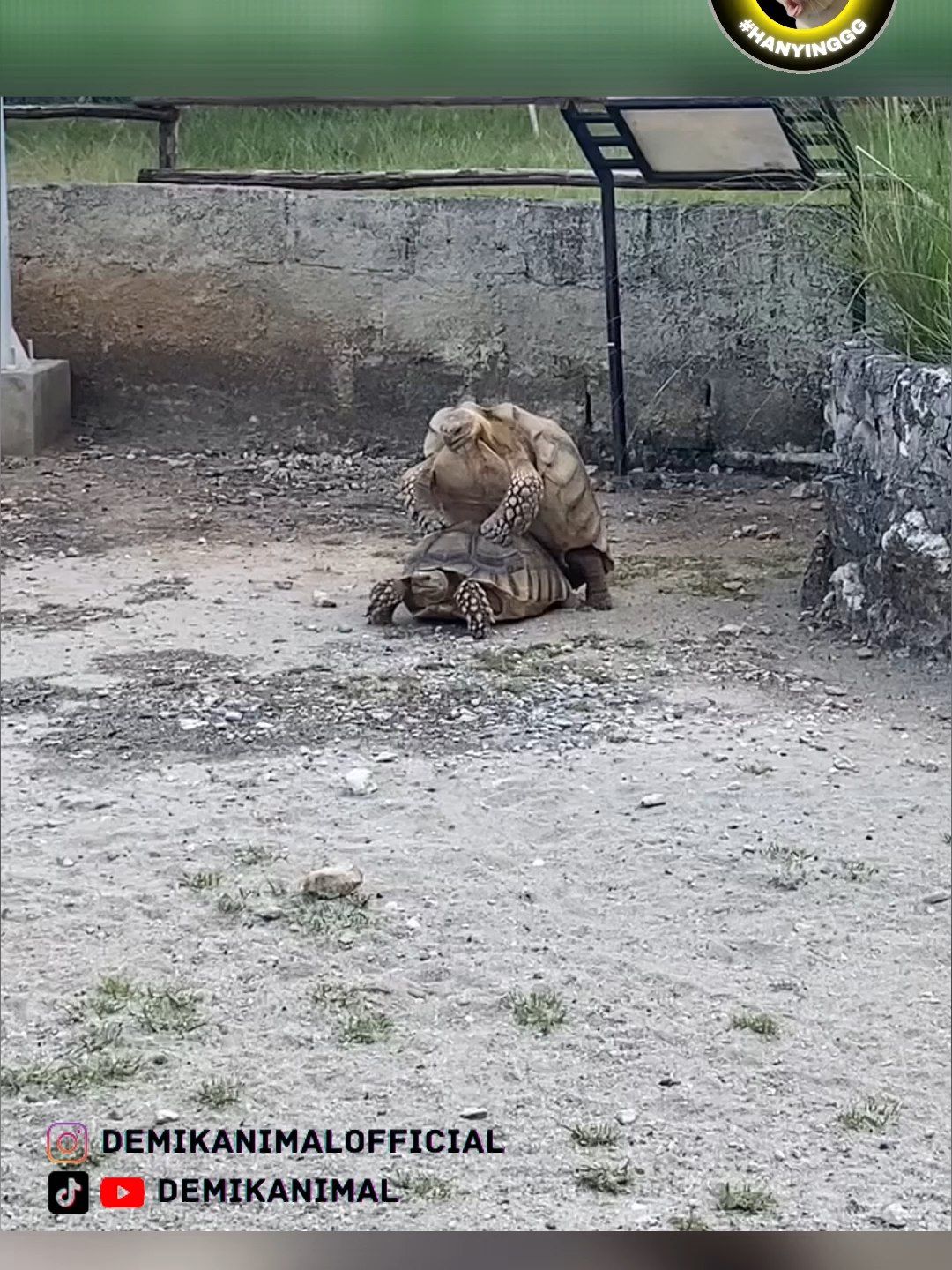 JERUK MAKAN JERUK..... #fyp #foryoupage #foryou #dubbing #dubbinglucu #dubbinghewan #dubbingbinatang #demikanimal #dubbingindonesia