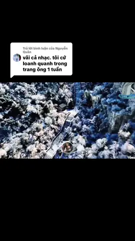 Trả lời @Nguyễn Quân sao hoài không ra vậy a🤣🤣#QNVINAHOUSE 