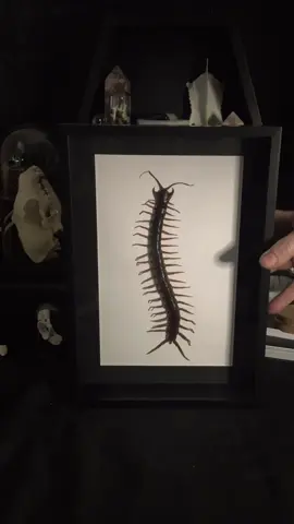 Girls don’t like boys, girls like bugs and bones. #oddities #taxidermy #entomology #fyp