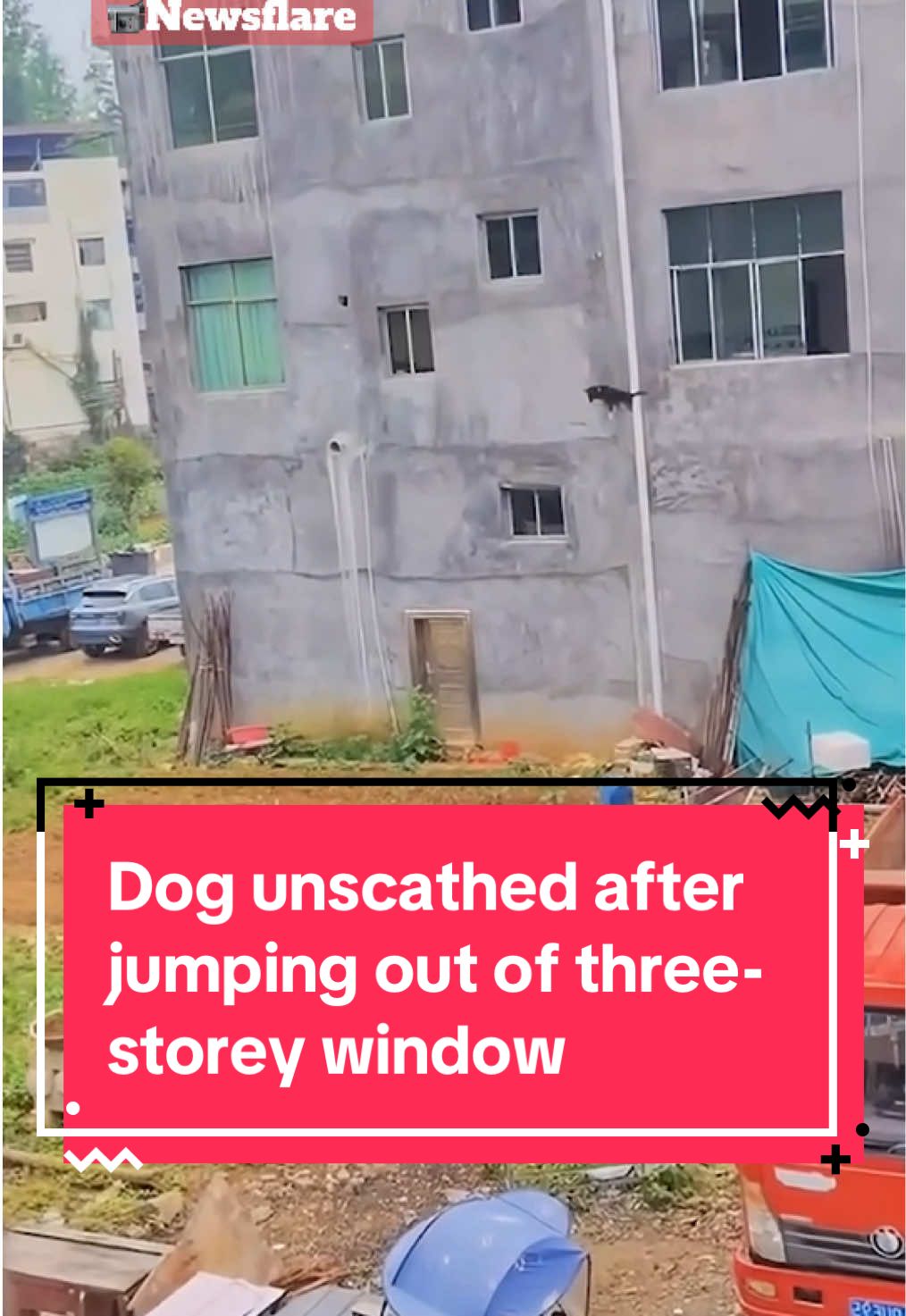 This dog has 9 lives🤣