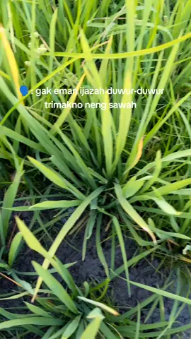 oh tidak petani abis @petani_abiezz #petanimuda #petaniindonesia🇮🇩🇮🇩🇮🇩🌿🌿 #petani #petanimadiun 