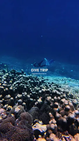 there is peace down there, which cannot be explained in words.🫧🫀  🎥 @apongg14  #onebreathmate#freedive#kendari#freedivingenthusiast#neverdivealone 