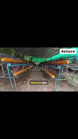 Comment protéger vos poulets de chair pendant la chaleur ? @Aminata 🇸🇳 