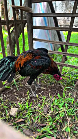 Grandong👹 #ayambangkoksuper #pamangon 