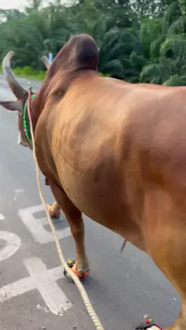 ยามเย็นของเจ้าปัญญา#แดงเจ้าปัญญา❤️ #ค่ายโคกํานันด้วงลําทับ 