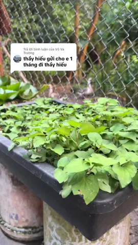 Trả lời @Vô Va Trương trĩ dùng rau diếp cá
