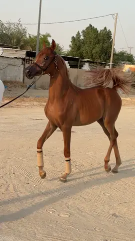 ابن الجميل مجك بلاك مون 🖤🔥