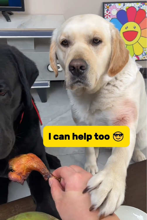 When your dog acts smarter than you… and you can’t even be mad 😂🧠 #SmartDog #LabradorLife #FunnyPets