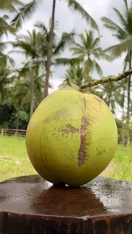 Crazy Coconut Cutting. 🌴 🥥  #mansbestfriend #sabrinacarpenter #hypic #tiktokshoplabordaysale #labordayweekend 