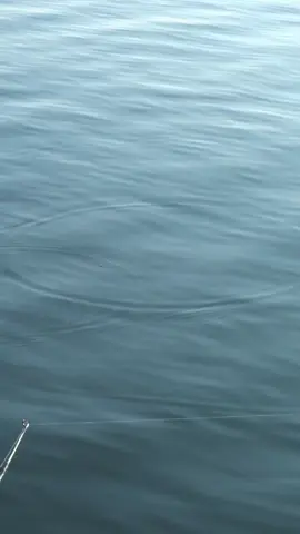 Full vid the tube 🚇 #bobberdown #kingsalmon #fishing 