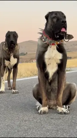 Kartal & Zindan çoğu erkek köpeği duruşuyla yapısıyla bozacak bir dişi maşallah demeden geçmeyelim#malaklı #kangaltr #kangal_efsanesi #kangalsevenler #kangal58 @TR KANGAL TV @Tr Kangal.27 @🇹🇷Kangallar Diyarı🇹🇷 @Recep Bayraktar TR 