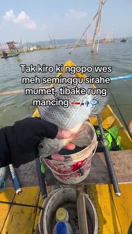 Wealah hemm #fyp #fishing #mancing #rawapening 