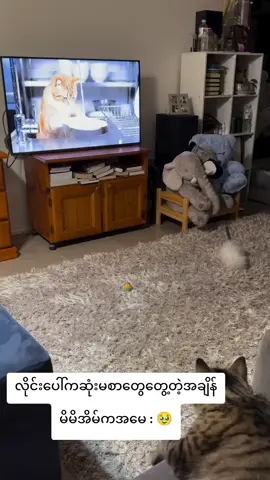 #ချစ်စရာကောင်းတာတစ်ခုပြမယ်🥺🎀  #funnyvideos  #catsoftiktok  #catlovers 