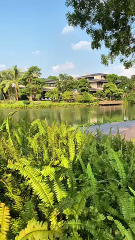 Mỗi lần dạo bước ở Ecopark 🌿, tôi lại thấy lòng mình chậm lại. Cây xanh trải dài 🌳, hoa giấy rực rỡ 💐 buông mình trên những cây cầu cong cong soi bóng xuống mặt nước, khung cảnh vừa yên bình vừa lãng mạn 🌅. Giữa nhịp sống hối hả, có một nơi để hít thở trọn vẹn không khí trong lành như thế này thực sự là một đặc ân #ecopark #eocparkhungyen #skyforest #bietthudaoecopark 