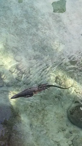 Biawak berenang-renang di iboih sabang #iboihbeach #sabang #biawak 