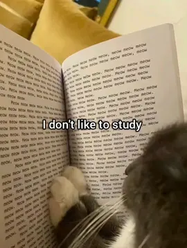 she gonna use kung fu #cat #georgieebom #meme #funny #fyp 