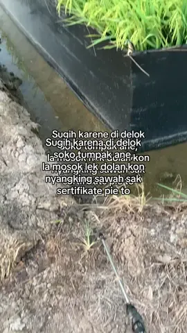 Sak galengan ne sisan di gowo wo😂#petanimuda #petanimilenial #petaniindonesia🇮🇩🇮🇩🇮🇩🌾🌾🌾 #petanisukses💪🌾🌿 #fyp 