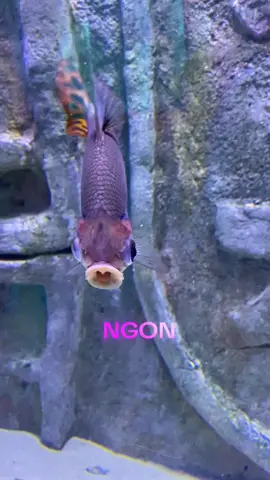 Eiu ngủ ngoan :)) #VinWonders #GreenCreator #dulich 