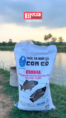 CÁM CÁ CON CÒ 8004A Dành chuyên Rô  #thucanchannuoi #congtyhaco #cá #trangtrai #thanhhoa 