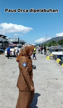 Paus Orca dipelabuhan Alor