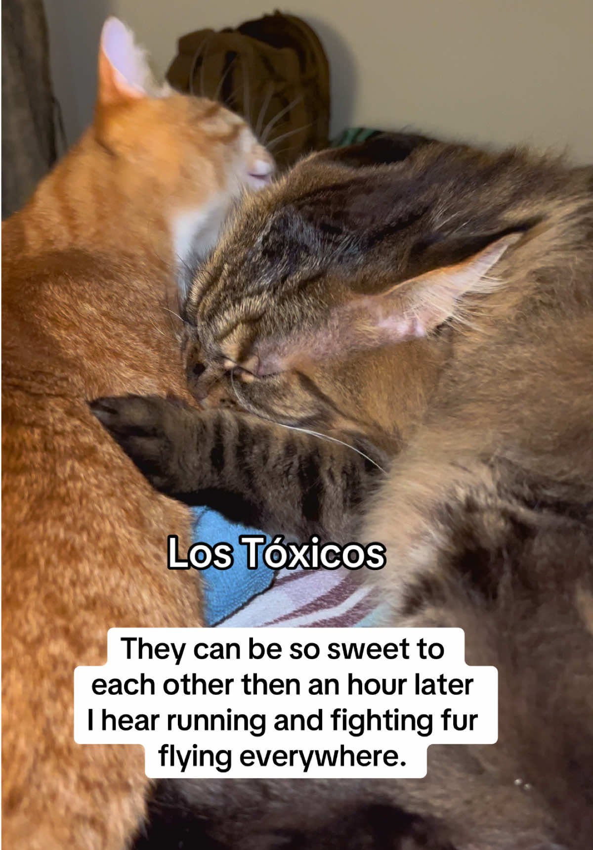 They’re both toxic. An hour from now I’ll have to go separate them. They are not friend whenever food is involved. #toxicrelationship #toxicfriends #catsoftiktok #PetsOfTikTok #fyp 