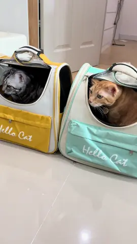 กระเป๋าแมว เป้สัตว์เลี้ยง ใบใหญ่มาก  พับเก็บได้ ระบายอากาศได้ หน้าต่างกันสาด กระเป๋าสีขอบด้านข้าง 😻😻#สวนสัตว์tiktok #กระเป๋าเป้แมว #สัตว์เลี้ยงtiktok 