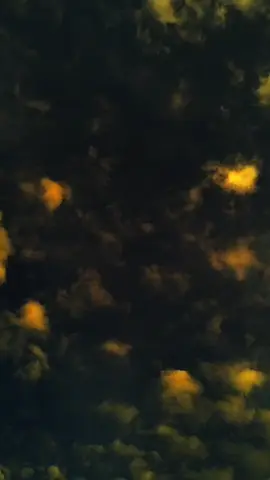 *في بعض الاحيان نكلمة واحدةقد تؤزينا* - *Terkadang satu kata bisa membuat kita terluka walaupun dia kira biasa saja..* #xyzbcafypシ #soundarabic #arabicsong #4upage #fyppppppppppppppppppppppp 