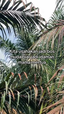 #horilmam#petanimuda#bosmuda#sawitbngka #fyp 