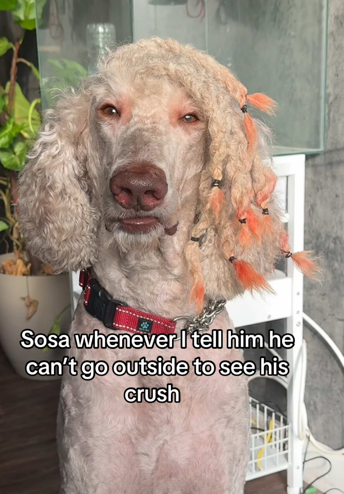 Ngl he’s obsessed with the doodle that lives next door 🤦🏽‍♀️ #jewelsandsosa #dogwithlocs #dogsoftiktok #cordedpoodle 