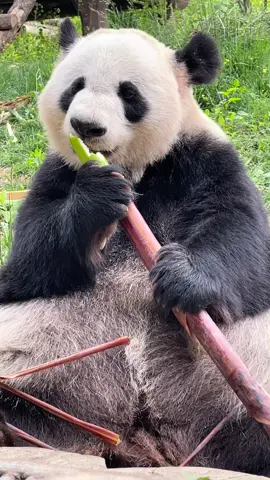 #FORYOU #VIRAL panda house