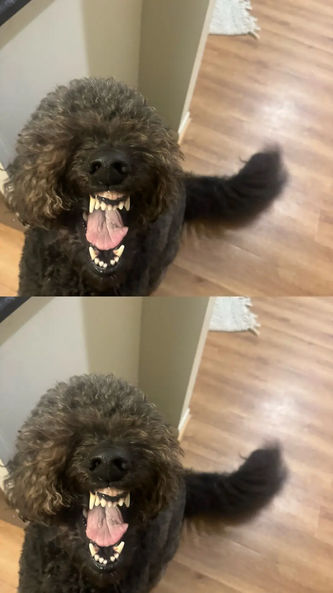 #dog #doodle 