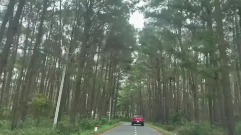 Nghe nhạc xíu #coconduonganhchuadilanhai #trend #xuhuong #nhachaymoingay❤️ #vuivemoingay❤️ 