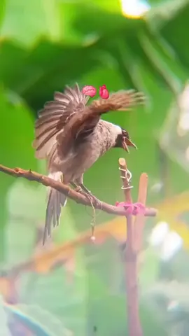 #kutilangmania #jambul 