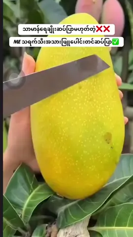 #meအသားဖြူဆပ်ပြာ #မဖြူရင်ငွေပြန်အမ်းမယ်🔥 #အိမ်ရောက်ငွေချေနဲ့ပို့ပေးပါတယ် 