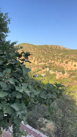 #chinar_barwari #🏞️🍃🌲 #فلكلور #كوولى دليمن گه له كن#💔💔 